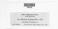 Epichloe typhina image